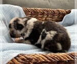 Small Photo #3 Australian Shepherd Puppy For Sale in LEBANON, IN, USA