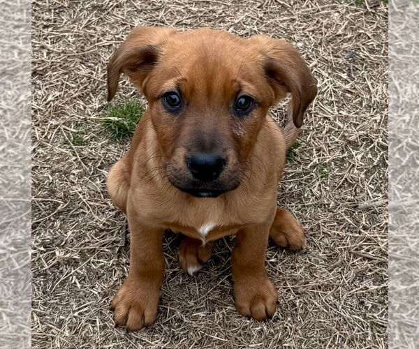 Medium Photo #4 Shepradors Puppy For Sale in Chester, VA, USA