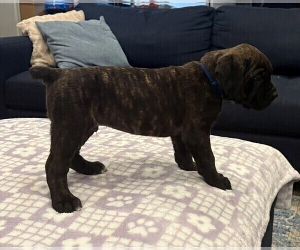 Medium Photo #3 Cane Corso Puppy For Sale in YUCCA VALLEY, CA, USA