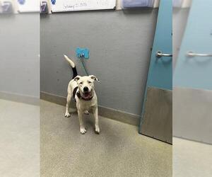 Mutt Dogs for adoption in Las Vegas, NV, USA