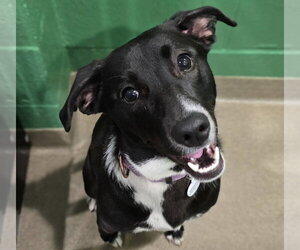 Borador Dogs for adoption in SHERBURNE, NY, USA