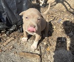 Small #20 American Pit Bull Terrier-Chinese Shar-Pei Mix