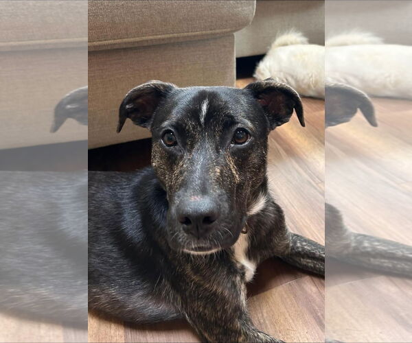 Medium Photo #18 Mutt Puppy For Sale in Woodbury, NY, USA