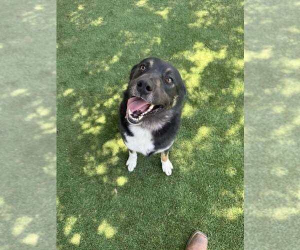 Medium Photo #2 German Shepherd Dog-Unknown Mix Puppy For Sale in Calgary, Alberta, Canada