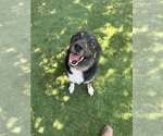 Small #1 German Shepherd Dog Mix
