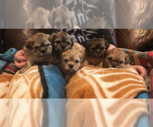 Medium Photo #3 Shih Apso-Shih Tzu Mix Puppy For Sale in SCOTTSDALE, AZ, USA