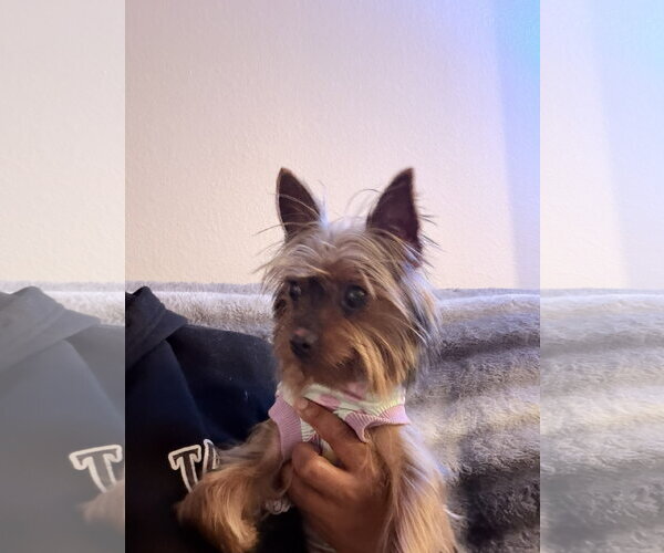 Medium Photo #2 Mutt Puppy For Sale in Spring, TX, USA