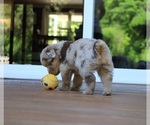 Small Photo #63 Miniature Australian Shepherd Puppy For Sale in DAWSON, GA, USA