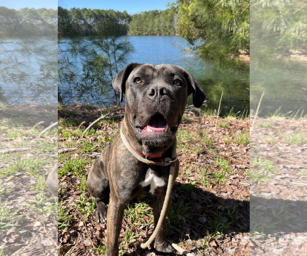 Medium Photo #6 Mastiff-Unknown Mix Puppy For Sale in Virginia Beach, VA, USA