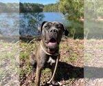 Small #5 Mastiff Mix