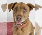 Small #3 Labrador Retriever Mix