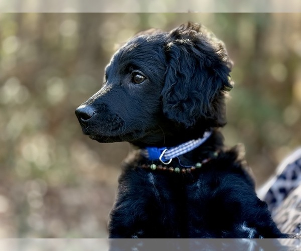 Medium Photo #8 Goldendoodle-Poovanese Mix Puppy For Sale in EVANS, GA, USA