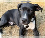 Small Labrador Retriever Mix