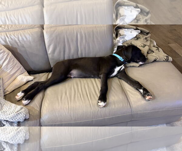 Medium Photo #2 Great Dane-Labrador Retriever Mix Puppy For Sale in The Woodlands, TX, USA