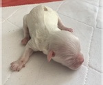 Small Photo #2 ShihPoo Puppy For Sale in CLARE, MI, USA