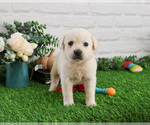 Puppy Bonnie Labrador Retriever