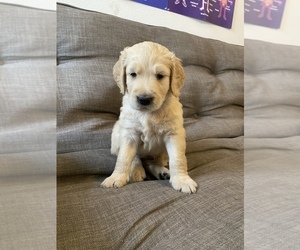 Goldendoodle Puppy for sale in PALM COAST, FL, USA