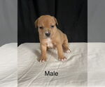 Small #2 American Pit Bull Terrier-American Staffordshire Terrier Mix