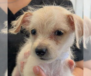Mutt Dogs for adoption in Chico, CA, USA