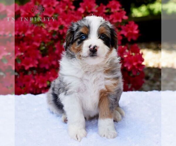 Medium Photo #5 Aussiedoodle Miniature  Puppy For Sale in SUNBURY, PA, USA