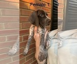 Small Photo #10 German Shorthaired Pointer Puppy For Sale in MARIETTA, GA, USA