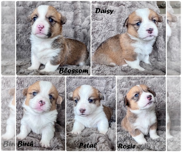 Medium Photo #1 Pembroke Welsh Corgi Puppy For Sale in BAYTOWN, TX, USA