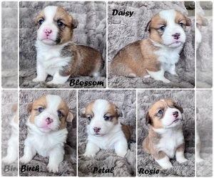 Pembroke Welsh Corgi Litter for sale in BAYTOWN, TX, USA