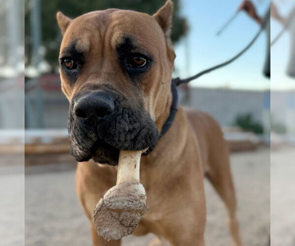 Medium Photo #2 Mutt Puppy For Sale in Goodyear, AZ, USA