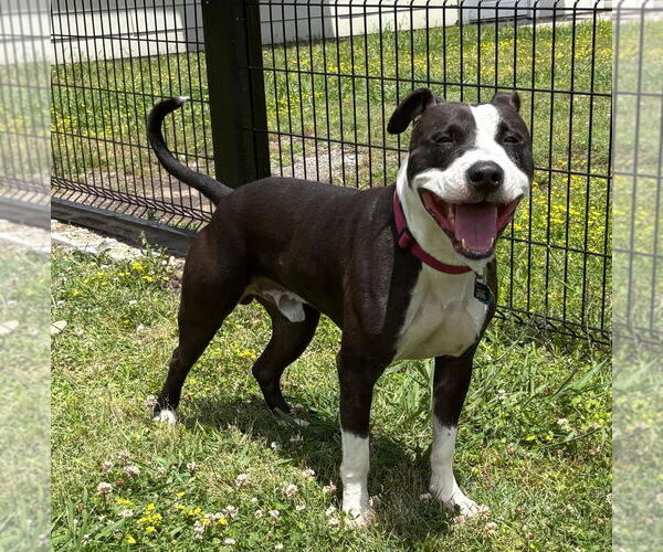 Medium Photo #4 American Pit Bull Terrier Puppy For Sale in Virginia Beach, VA, USA