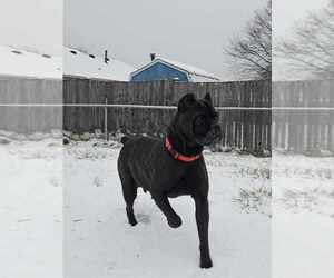 Mother of the Cane Corso puppies born on 01/22/2024