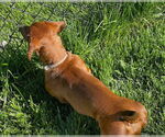 Small #10 Dachshund