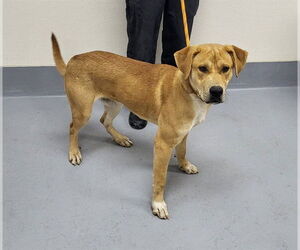 Labrador Retriever-Unknown Mix Dogs for adoption in Louisville, KY, USA