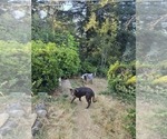 Small Photo #1 Australian Cattle Dog-Border Collie Mix Puppy For Sale in PLACERVILLE, CA, USA