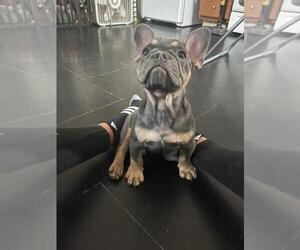 French Bulldog Puppy for Sale in NEWPORT, Rhode Island USA