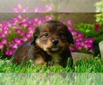 Small Photo #3 Bernedoodle (Miniature) Puppy For Sale in NAPPANEE, IN, USA