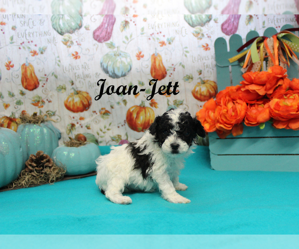 Medium Photo #5 Poodle (Toy) Puppy For Sale in CHANUTE, KS, USA