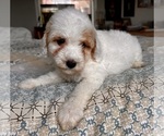 Small Photo #64 Goldendoodle (Miniature) Puppy For Sale in PENSACOLA, FL, USA