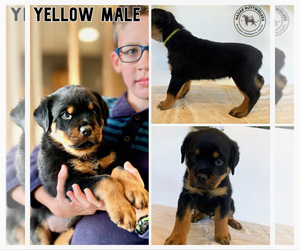 Rottweiler Puppy for sale in SAINT PETERS, MO, USA