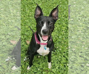 American Staffordshire Terrier-Unknown Mix Dogs for adoption in Minneapolis, MN, USA