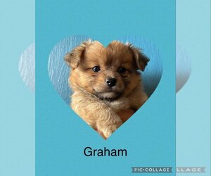 Chiranian Puppy for sale in LOS ANGELES, CA, USA