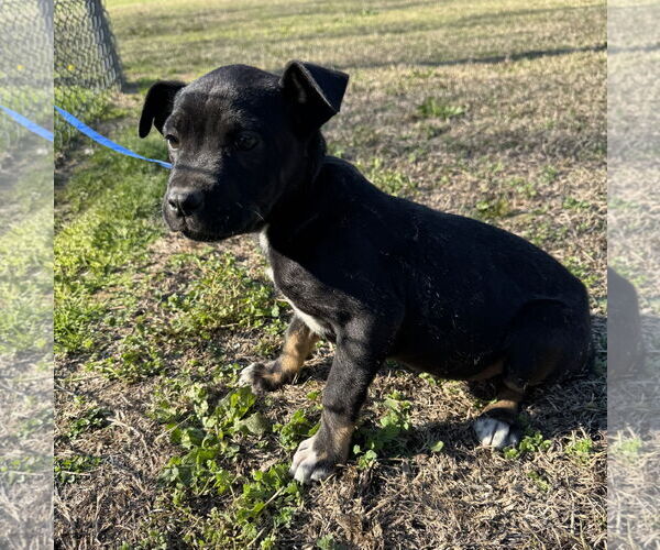 Medium Photo #3 Boxer-Unknown Mix Puppy For Sale in Tarrytown, GA, USA