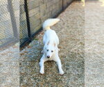 Small Photo #3 Siberian Husky Puppy For Sale in West Cornwall, CT, USA