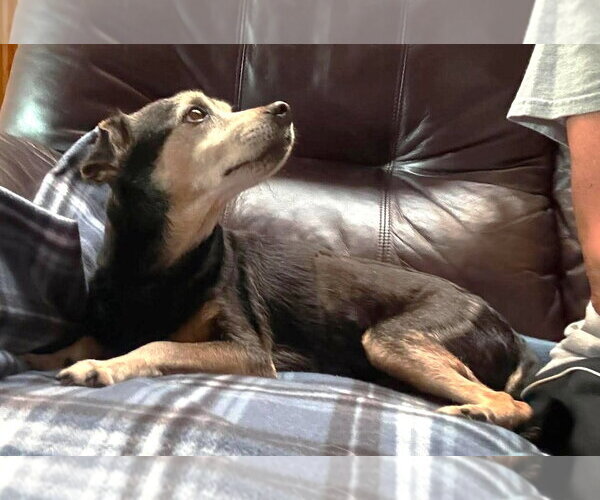 Medium Photo #3 Mutt Puppy For Sale in Boonton, NJ, USA