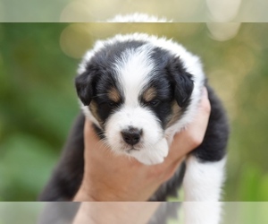 Australian Shepherd Puppy for sale in GROVETOWN, GA, USA