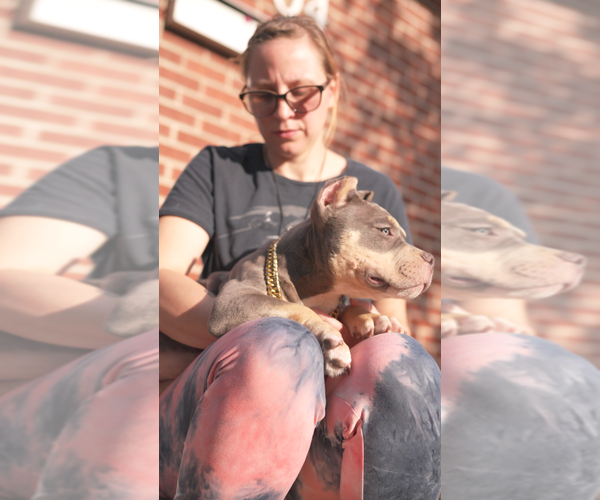 Medium Photo #7 American Bully Puppy For Sale in GREELEY, CO, USA