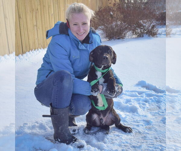 Medium Photo #8 Boxer-Unknown Mix Puppy For Sale in Huntley, IL, USA