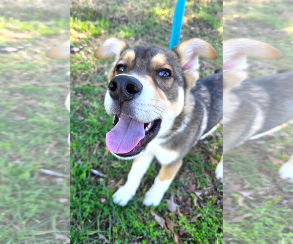 Medium Photo #5 Siberian Husky-Unknown Mix Puppy For Sale in MECHANICSBURG, PA, USA