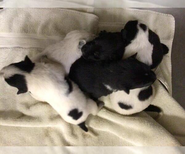 Medium Photo #1 Mutt Puppy For Sale in Riverside, CA, USA