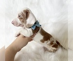 Small #1 Dachshund