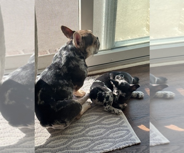 Medium Photo #1 French Bulldog Puppy For Sale in MIDDLEBURY, IN, USA